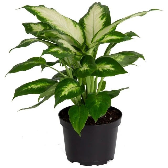 blushing philodendron Philodendron squamicaule Blushing main image 0