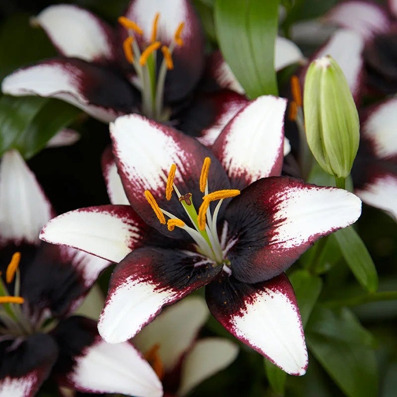 Lilium Black And White | Dutch Garden Nursery