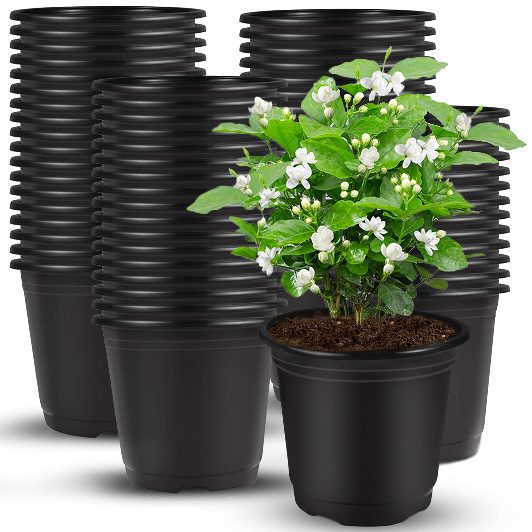Flowers 1801 | Dutch Garden Nursery
